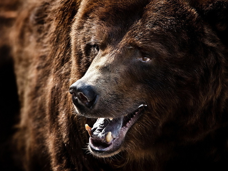 Под Архангельском злой шатун порвал собаку и напал на охотника в избе