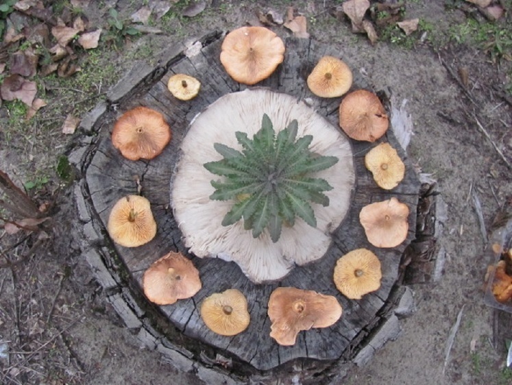 Ночь в индийской деревне. Час добычи как философская категория охоты