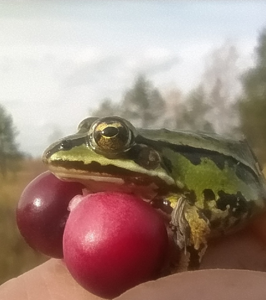 Изображение Фото автора 