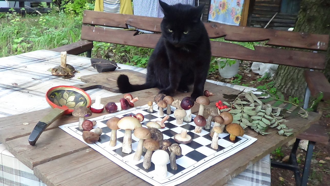 Изображение Фото автора 