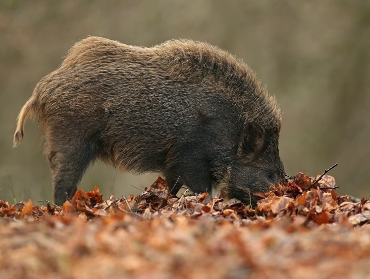 Вытаптывают как слоны: омские кабаны уничтожают овсяные поля
