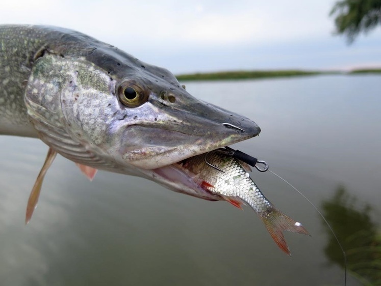 Щука на живца осенью