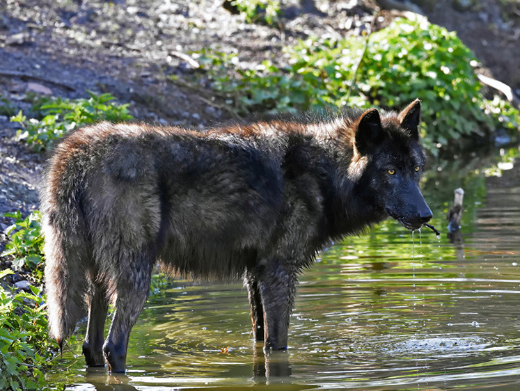 Обглоданные руки. Волки украли и убили мальчика и девочку-младенца