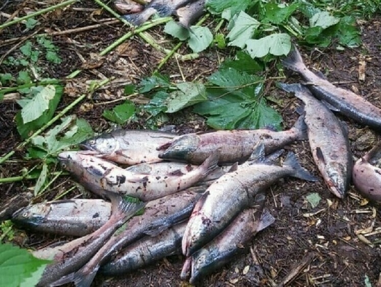 Браконьеры бреднем наловили на уголовную статью