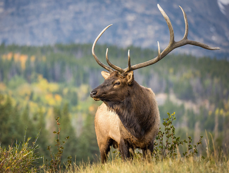 Дикие бандиты нефтегазовых компаний нещадно атакуют оленей Сахалина