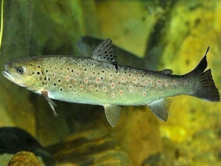 Три браконьера наловили ручьевой форели на полмиллиона