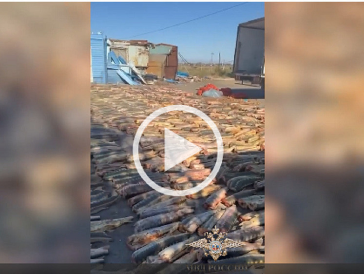 В авто нашли браконьерских осетров на 249 миллионов