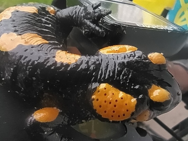 Саламандра в банке. Мои попутчики на жизненном пути