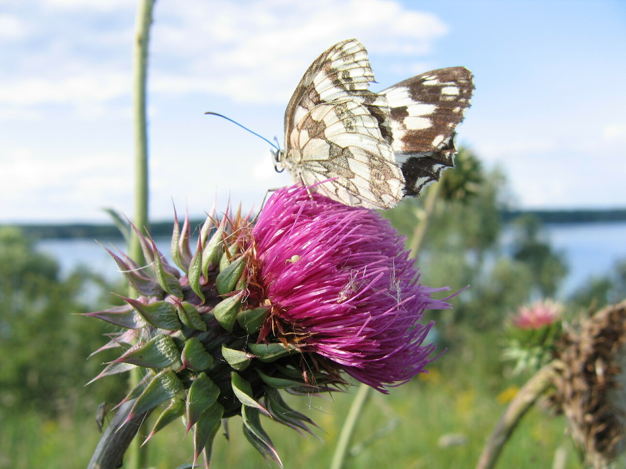 Изображение Фото автора 