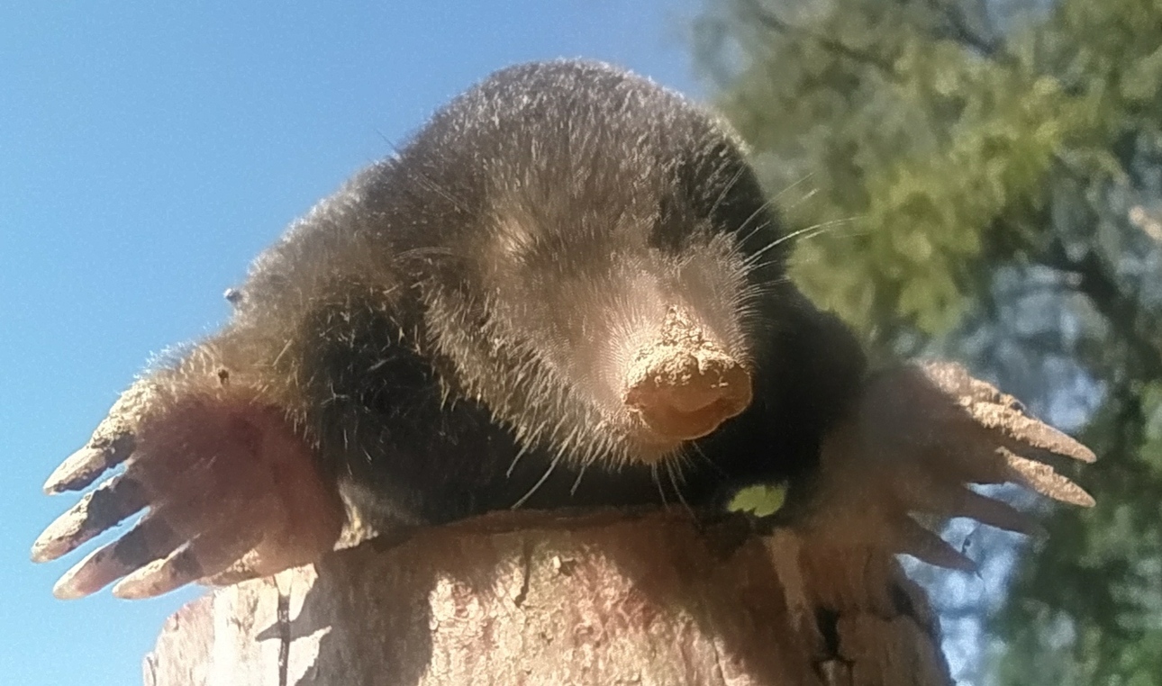 Изображение Фото автора 