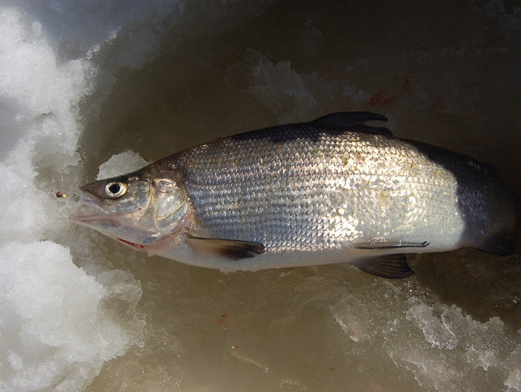 Выбор лески