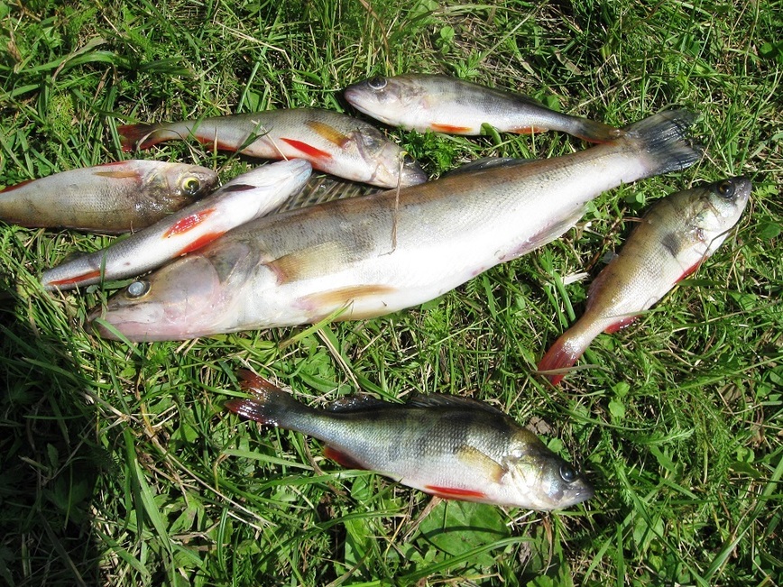 Изображение Фото автора. 