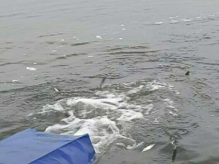Матырское водохранилище и река Дон пополнились белым толстолобиком