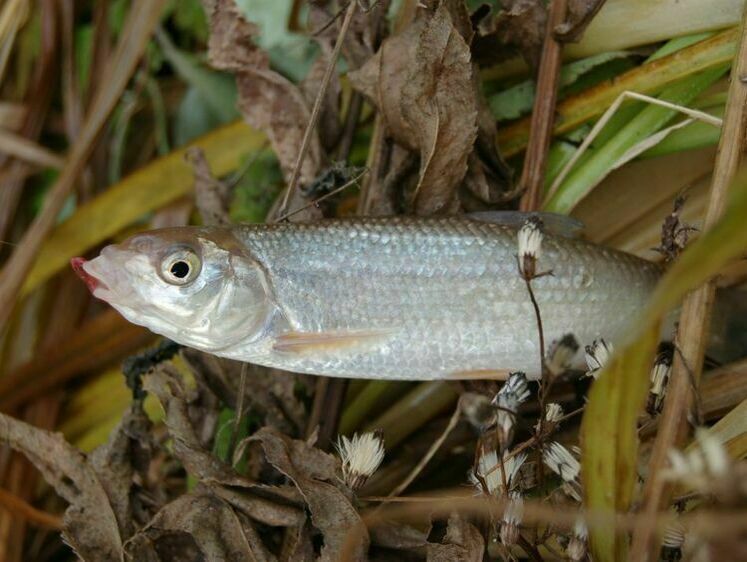 Поздняя осень - время крупного ельца