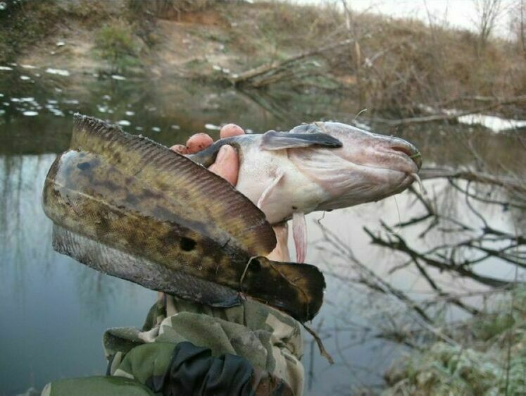 Налимья пора