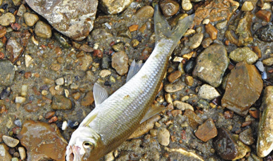 Изображение Фото: Маилкова Анатолия. 