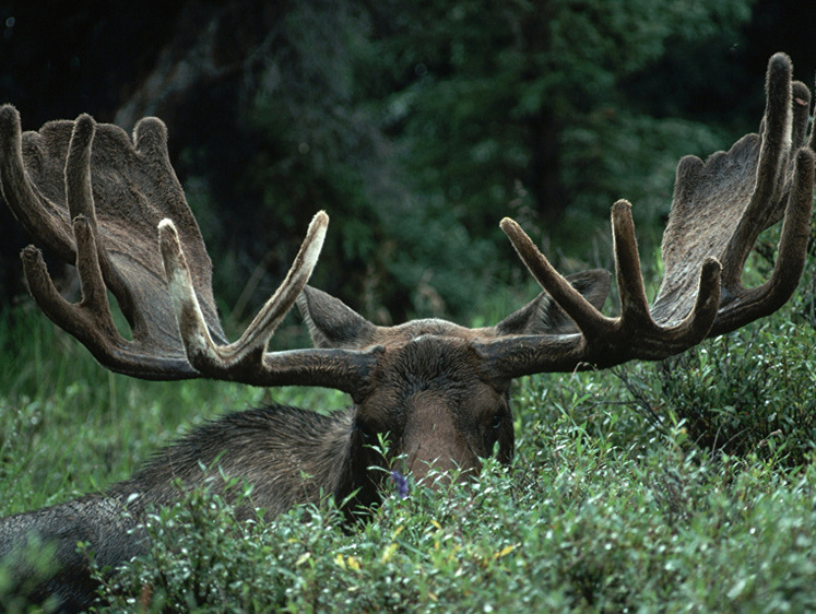 Лось мне в капот. В России начали вспоминать о ценности охотников
