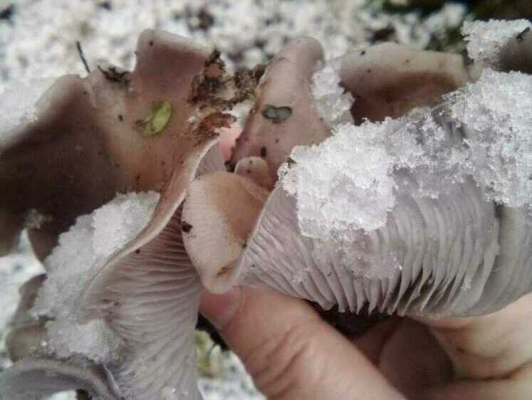 Снежная грибалка за фиолетовой рядовкой. С рецептами внутри