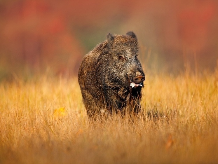 Завтрак вепря. В руках так и остался открытый термос и кусок пирога