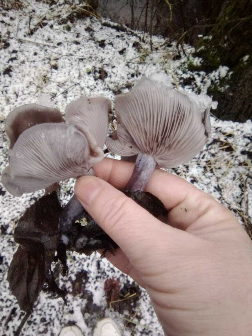 Изображение Фото автора