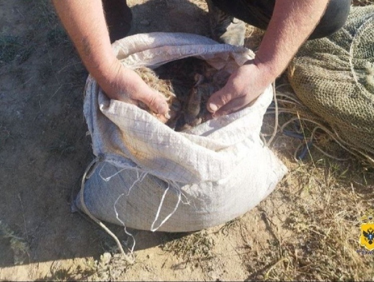 Местные браконьеры наловили креветок на миллион в нерестовый запрет