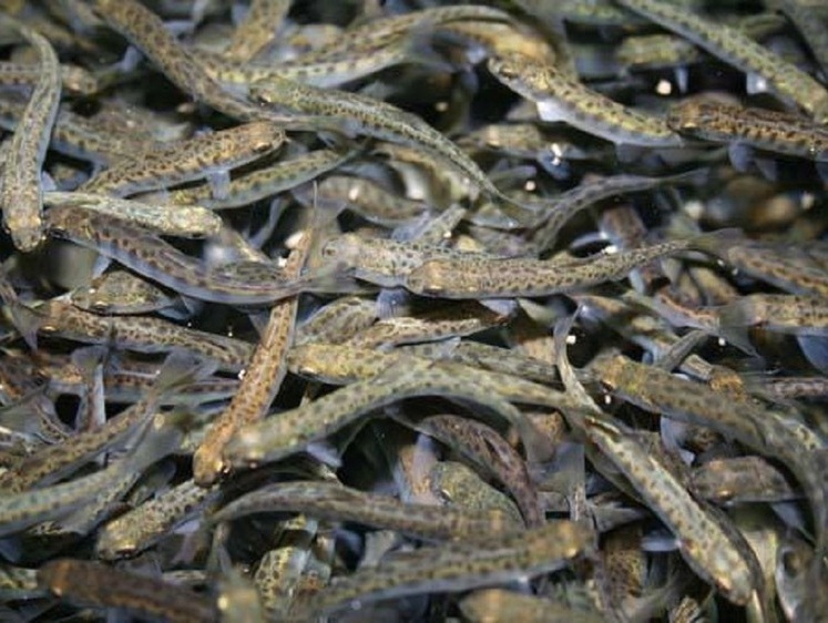 В этом году выпущено более 228,5 млн молоди тихоокеанских лососей 