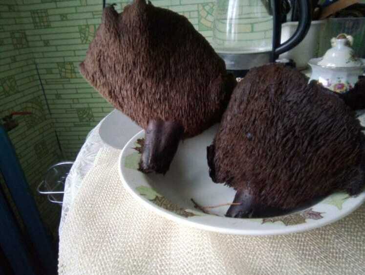 Грибной бум в Подмосковье: подоспели ежовики