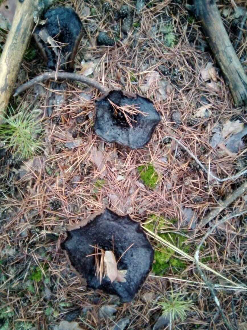 Изображение Фото автора