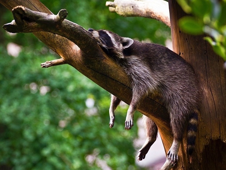 Енот нажрался виски. Пьяный зверь вырубился в туалете магазина (фото)