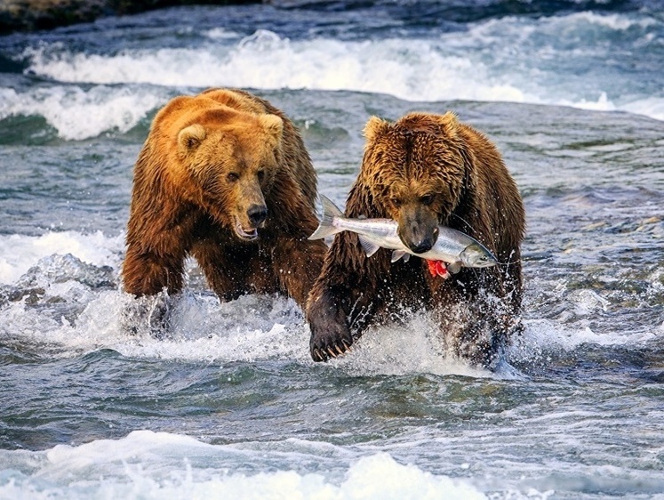 Быть или не быть в России саморегулируемым организациям охотников?