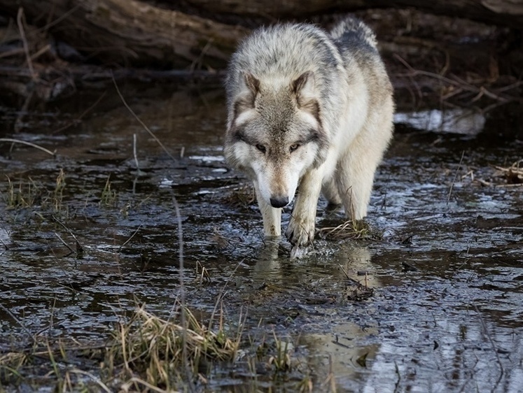 Жители Карелии воют волком: «Никого не осталось. Всех истребили!»