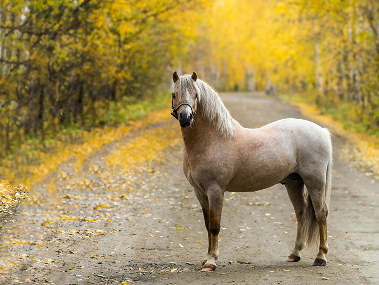«Твою мать! Лошадь!» В Костроме автомобились снес коня на ходу (фото)