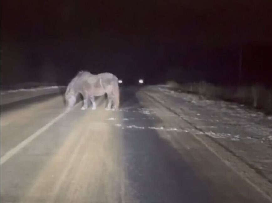 Изображение Фото: тг-канал «Будь в курсе/Кострома»