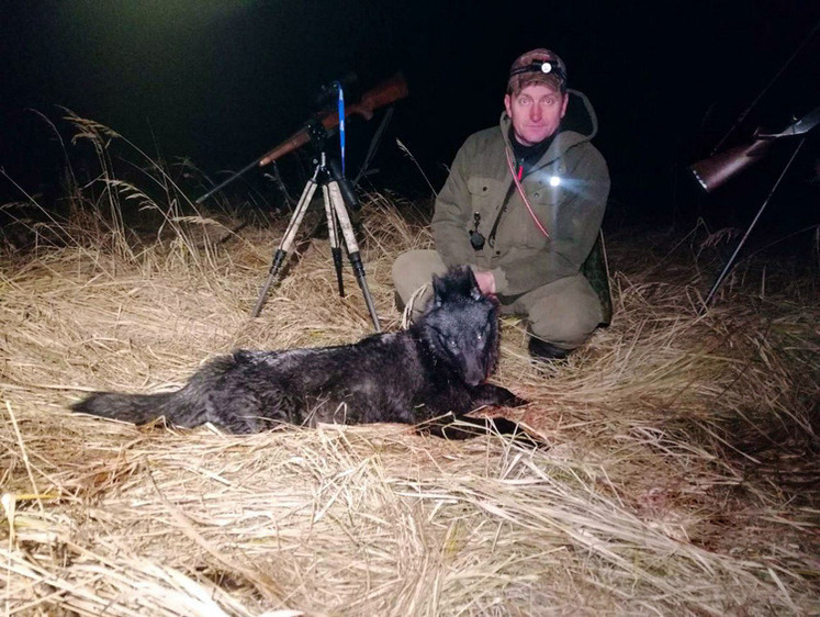 В Беларуси добыт редкий черный волк