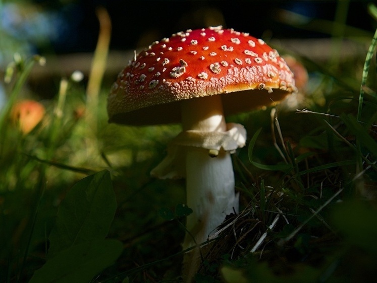 С тех пор я их не принимаю. Сёма и мухоморы