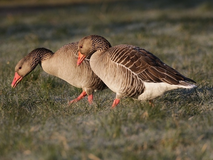Новые законы России. Отвечаем на вопросы охотников
