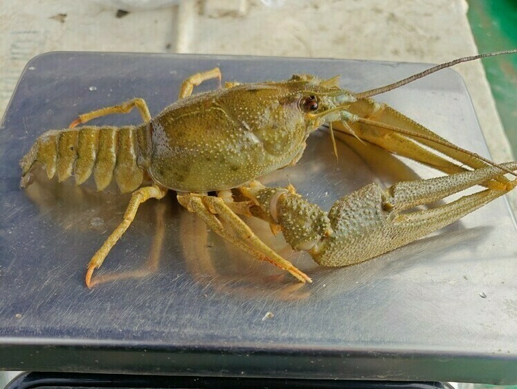 Перевозчик браконьерских раков может лишиться авто