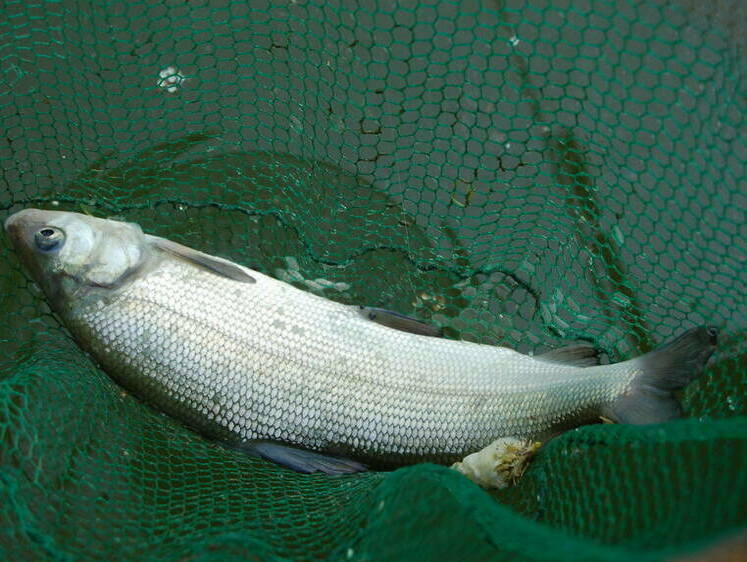 Апатитчанин понесет наказание за незаконную добычу биоресурсов