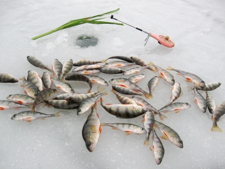 Рыболовные вести Марий Эл