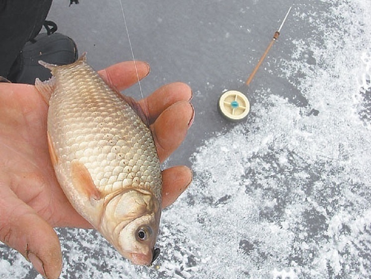 На первый лед за карасем (окончание)