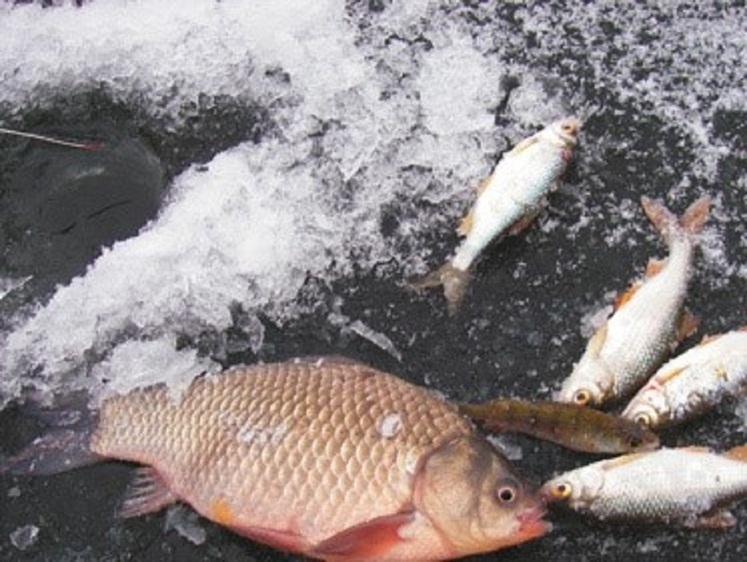 На первый лед за карасем