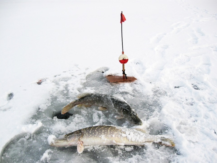 Изображение Фото автора. 