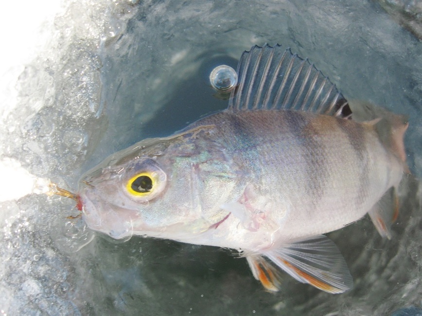 Изображение Фото автора. 