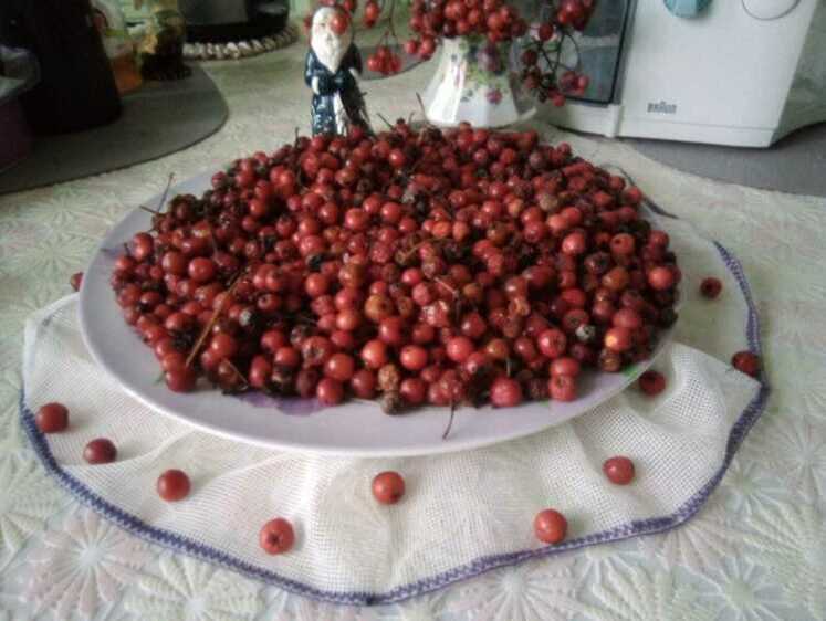 Зимние припасы. Красная рябинка: наливка и витаминка