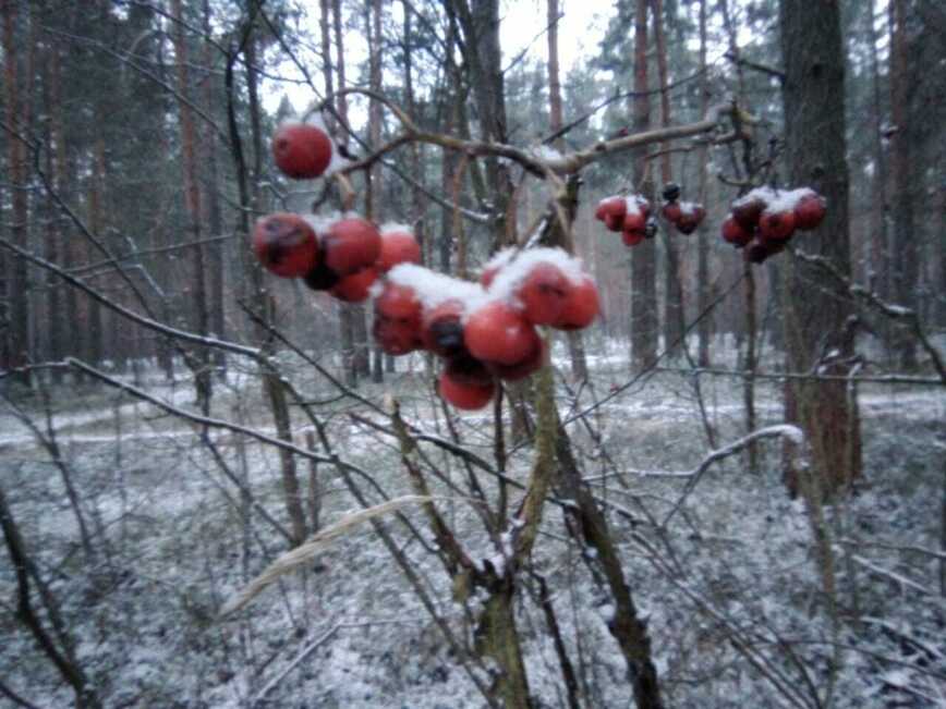 Изображение Фото автора