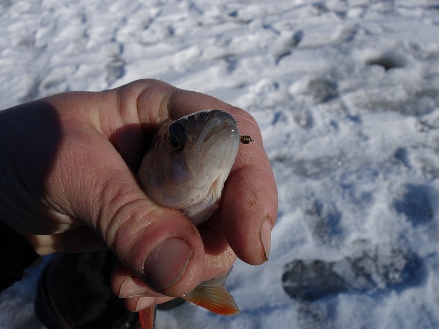 Изображение Фото: Линника Николая.