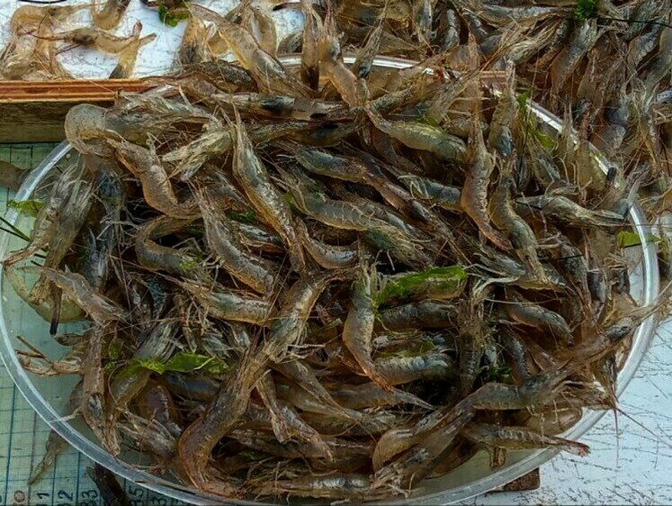 Азовское море становится черноморским лиманом