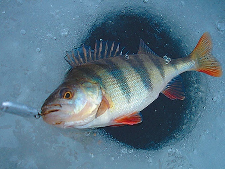 Сумасшествие на льду