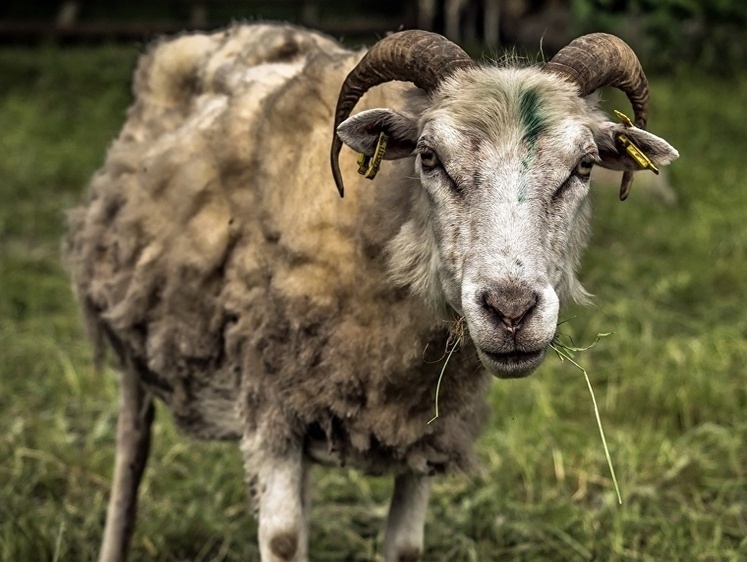 Башкирские бараны. Две сотни животных канули под лед за одну минуту