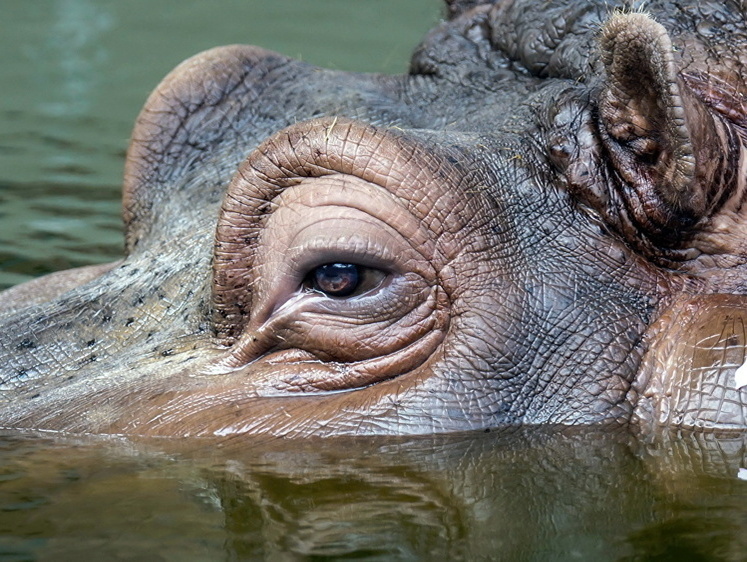 Ненавижу бегемотов! Охота на толстяков-вредителей в Замбии